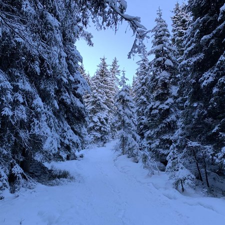 La Val Ridanna Sentiero innevato tra pini coperti di neve sotto un cielo azzurro