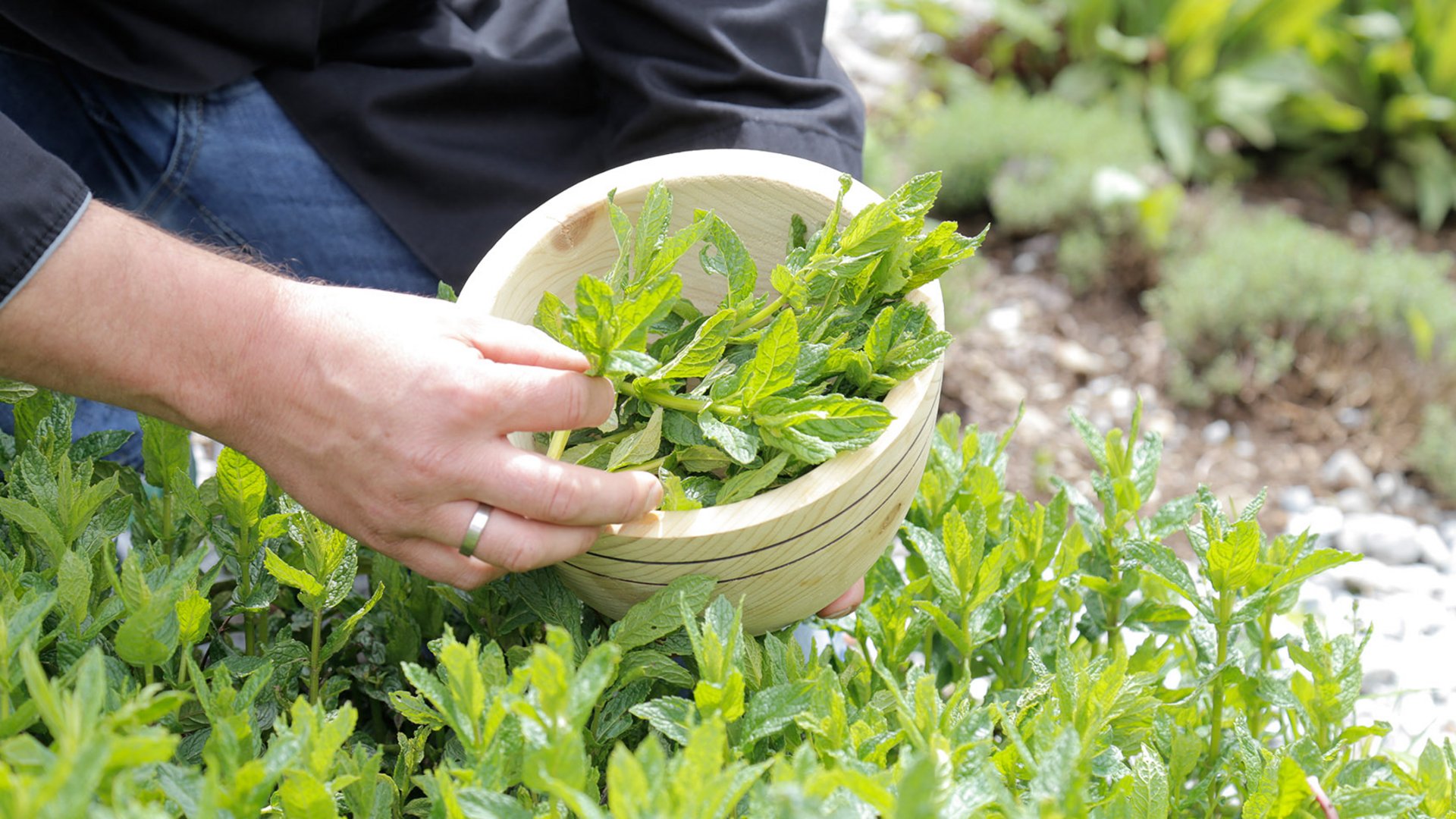 Sapori Persona raccoglie foglie fresche di menta in una ciotola di legno