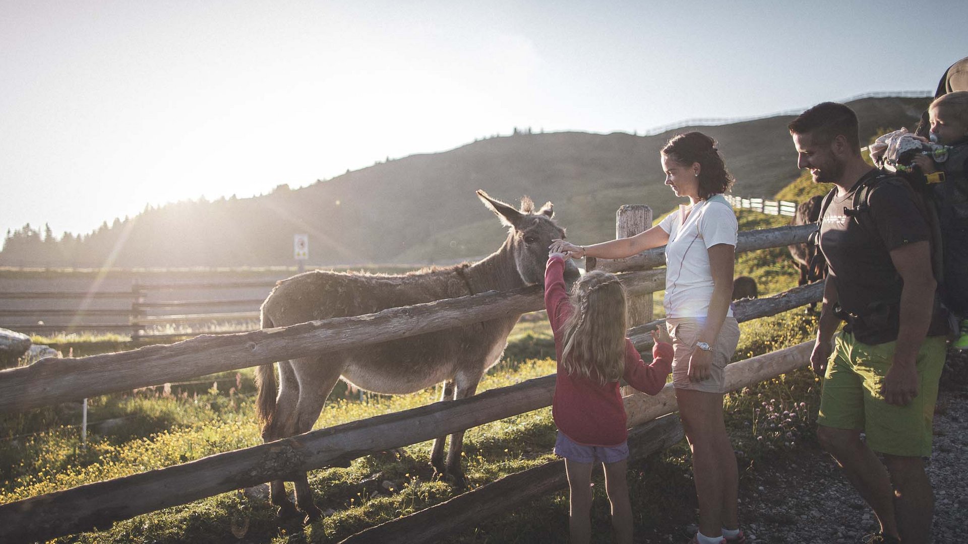 Summer hiking Family feeding a donkey in a mountain pasture at sunset