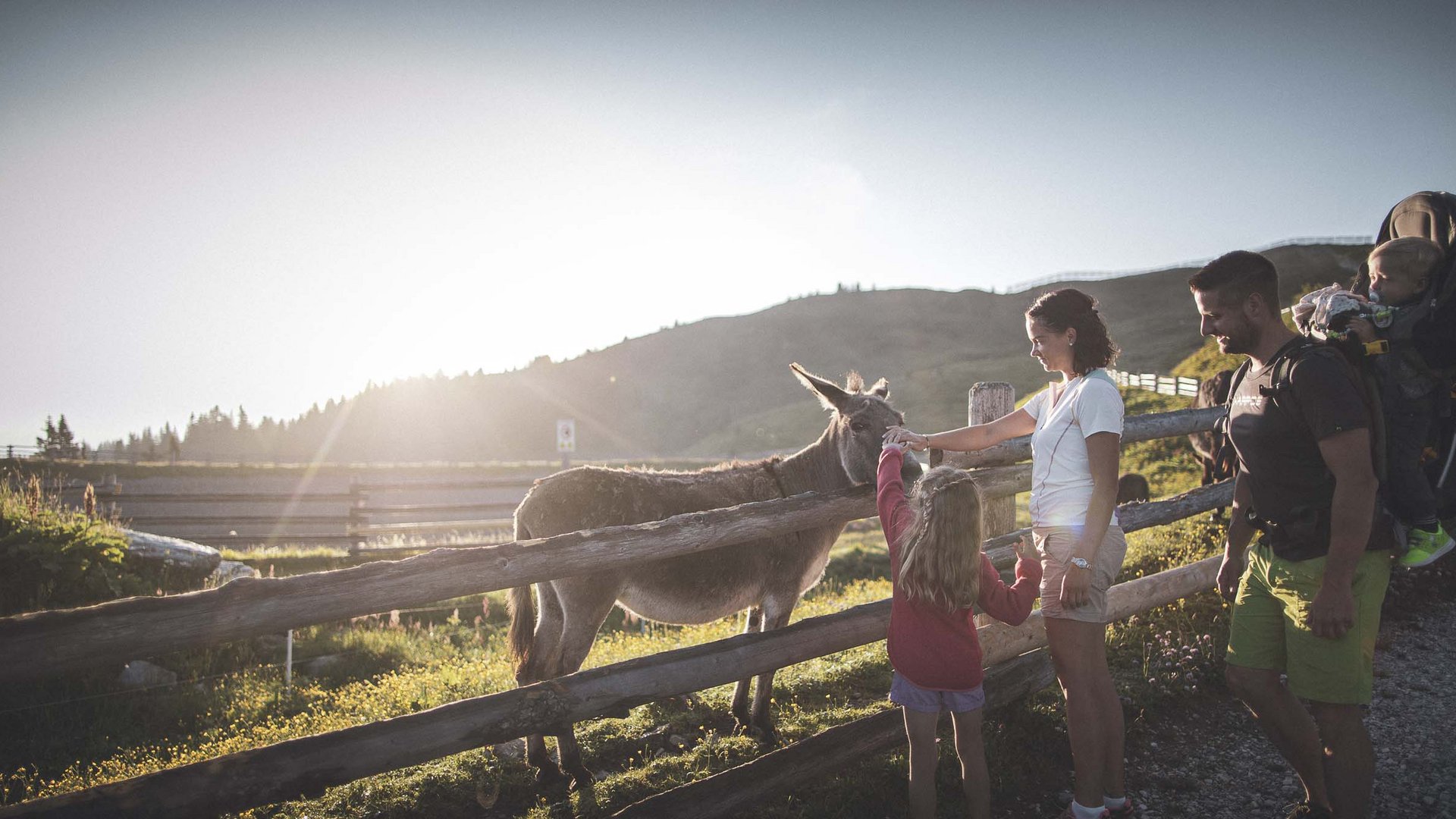 Der Erlebnisort Gassenhof Familie füttert Esel auf einer Weide bei Sonnenuntergang im Gebirge